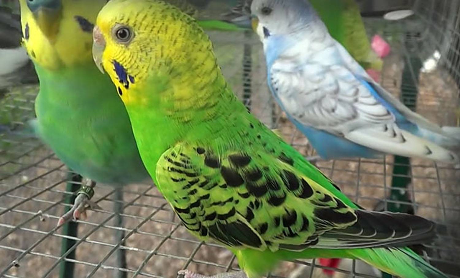 Блохи у волнистых попугаев: симптомы, опасность, лечение