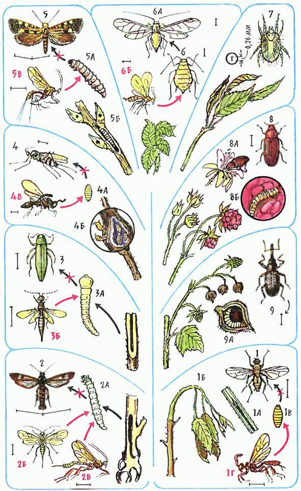 Малинный жук: описание вредителя и методы борьбы с ним. малинный жук
