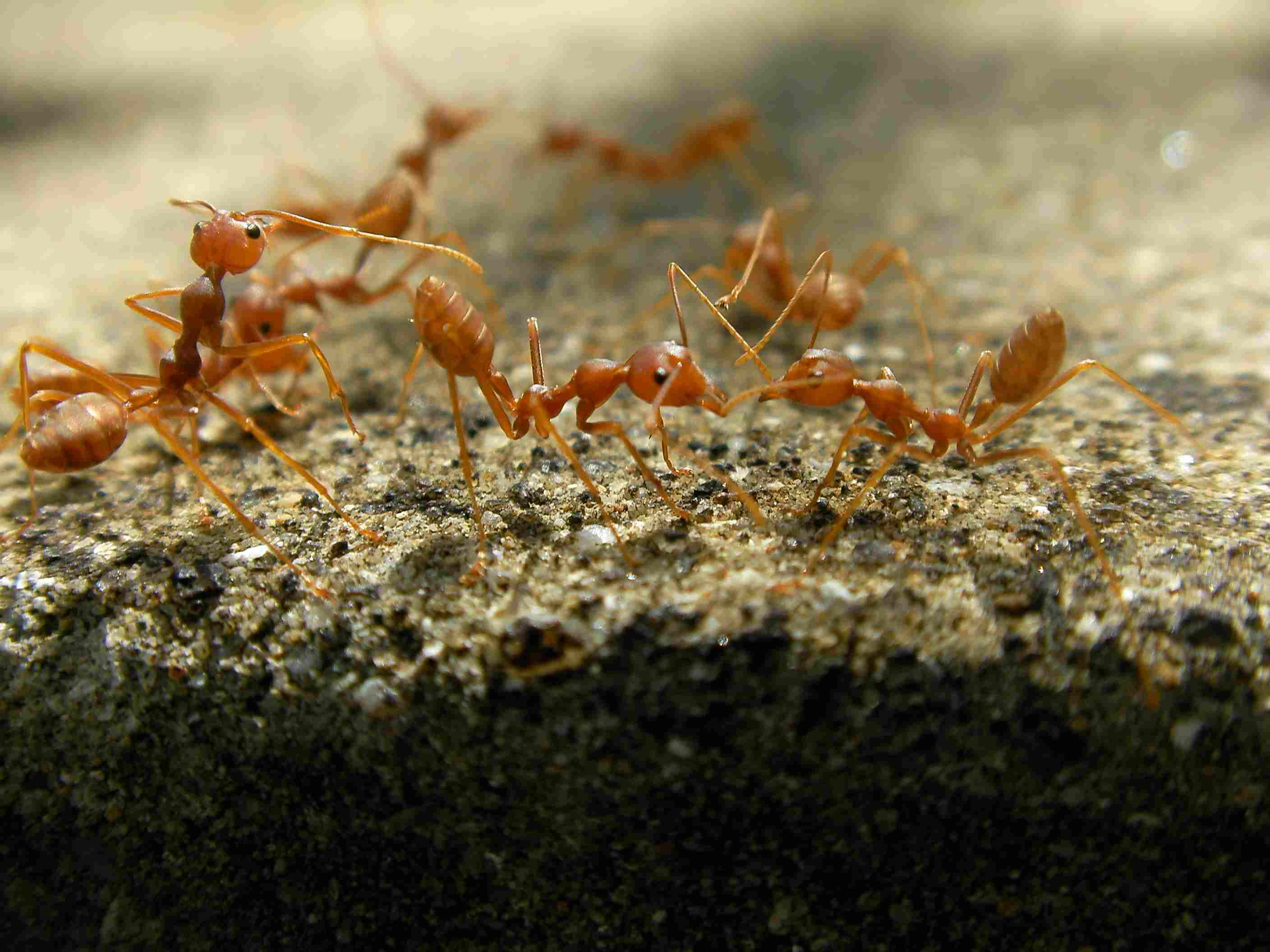 Все виды муравьев: черные, рыжие, желтые и другие разновидности