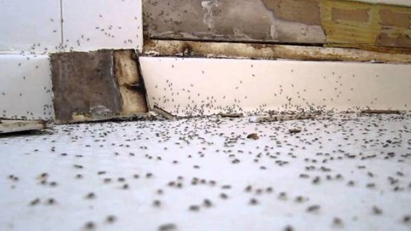 Действенные рекомендации, как избавиться от муравьев на кухне быстро и без вреда для жителей квартиры, дома