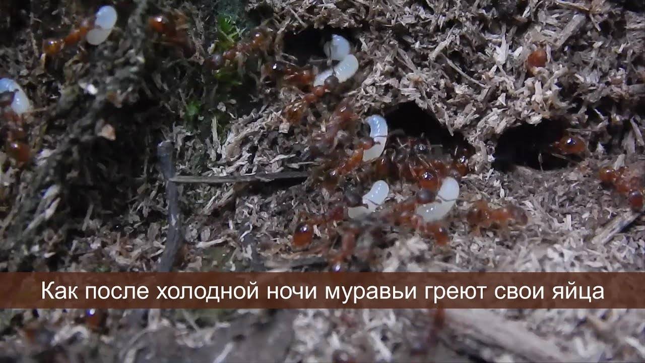 Как муравьи готовятся к зиме? | дачная жизнь
