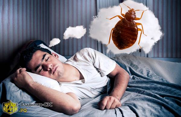 К чему снятся клопы: что значит давить, убивать их во сне, значение больших насекомых в кровати, на одежде и теле