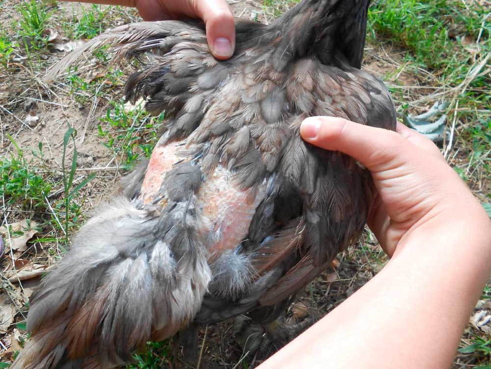 Виды куриных клещей и как от них избавиться