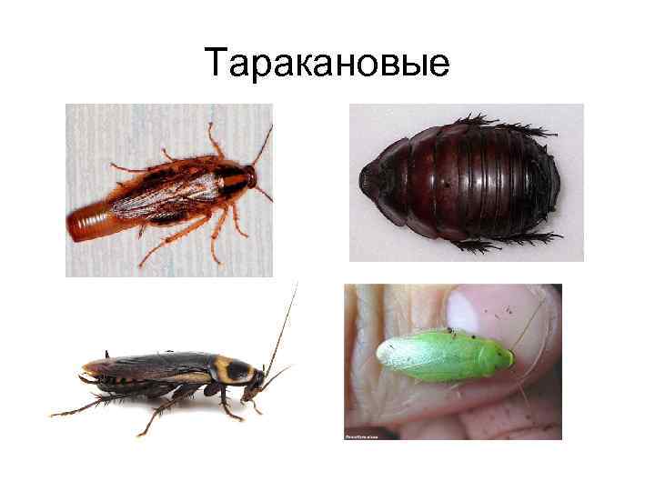 Виды тараканов, образ жизни, среда обитания и поведение