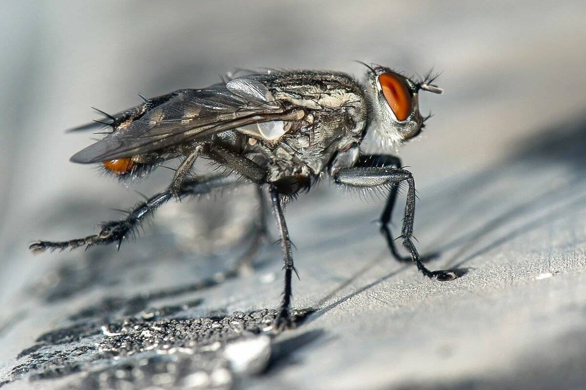 Для чего мухи потирают лапками?