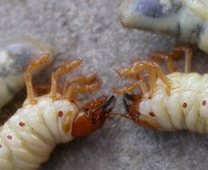 Большая желтая личинка в земле. чем отличаются личинки медведки и майского жука. процесс превращения личинки в жука