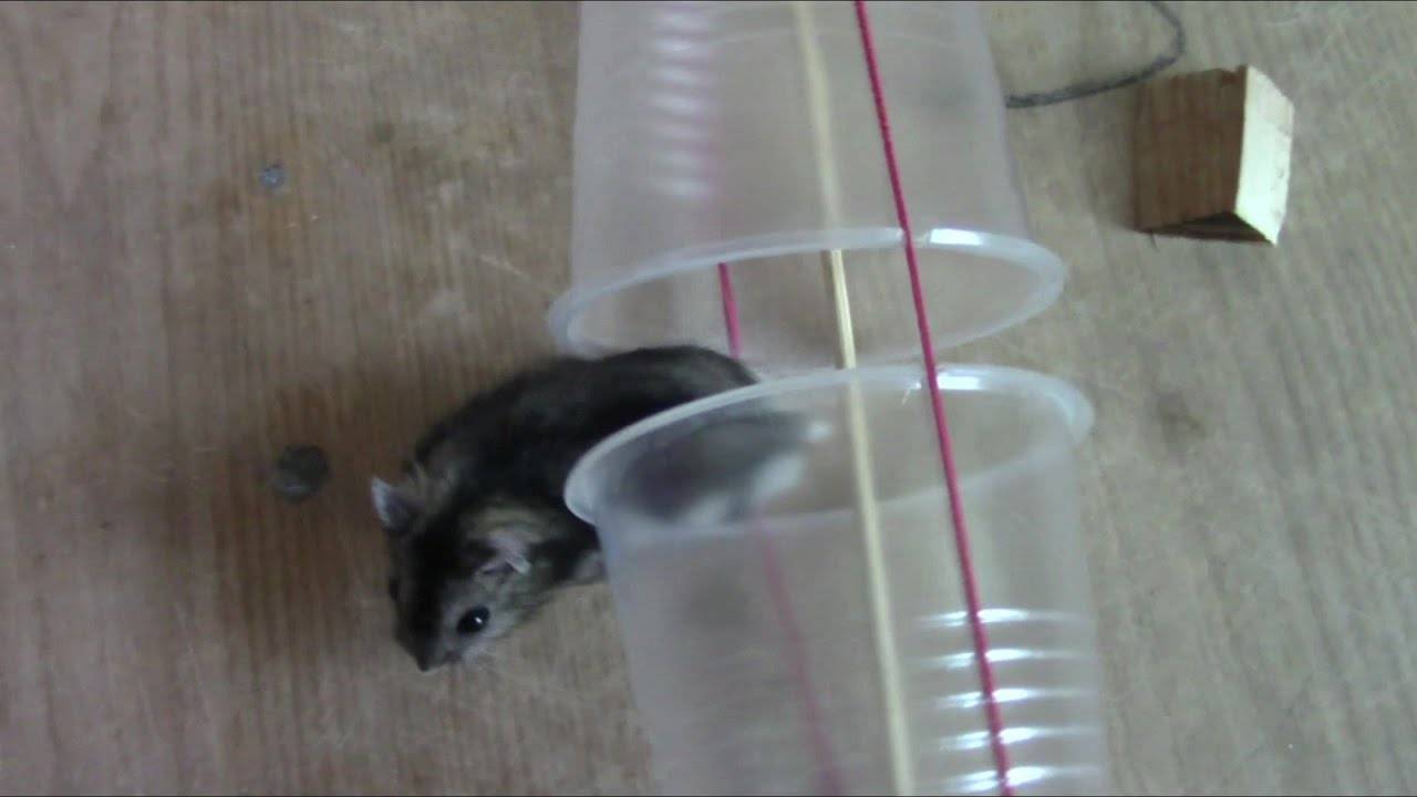 Как поймать мышь в доме и квартире без мышеловки