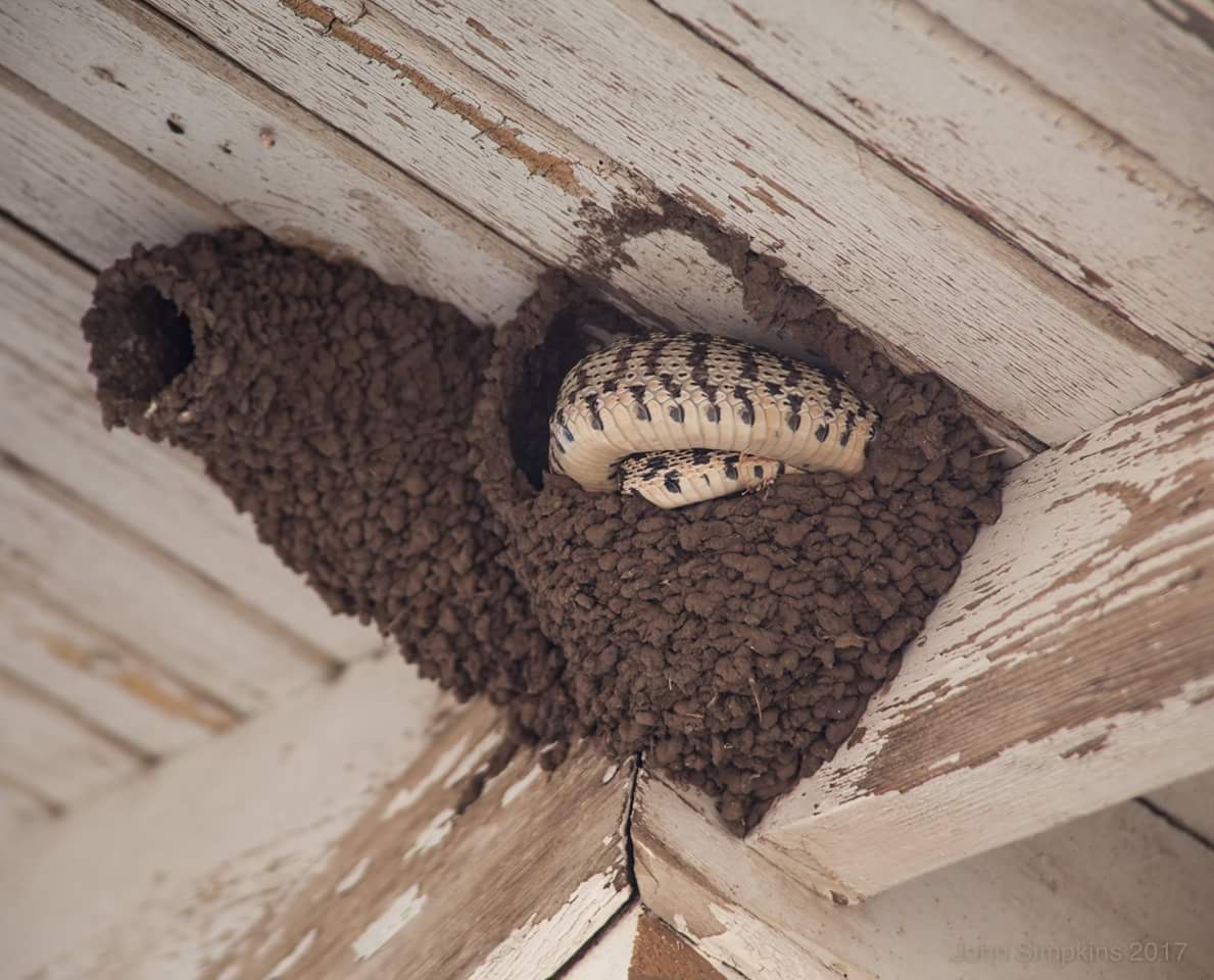 Методы борьбы с соседскими пчелами и их дикими собратьями.
