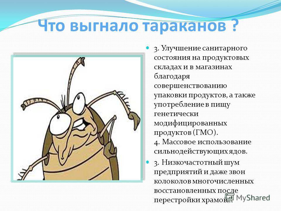 Куда ушли тараканы и почему они исчезли из квартир?