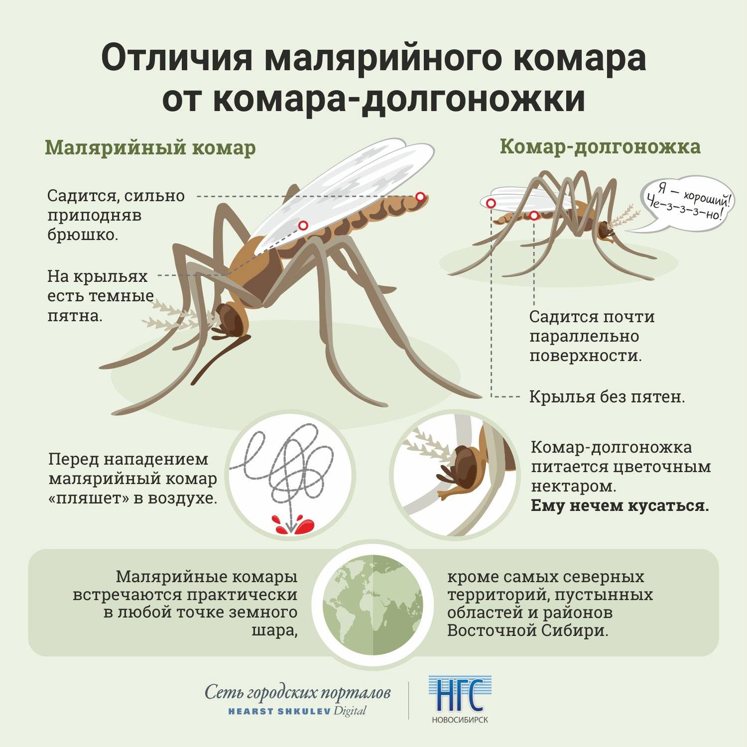 Как избавиться от комаров в доме – препараты и народные средства!