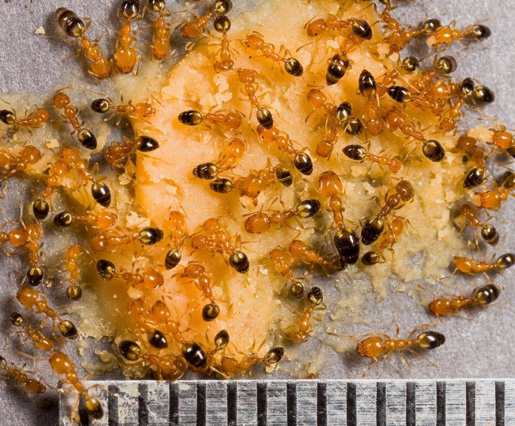 Как избавиться от рыжих муравьев?