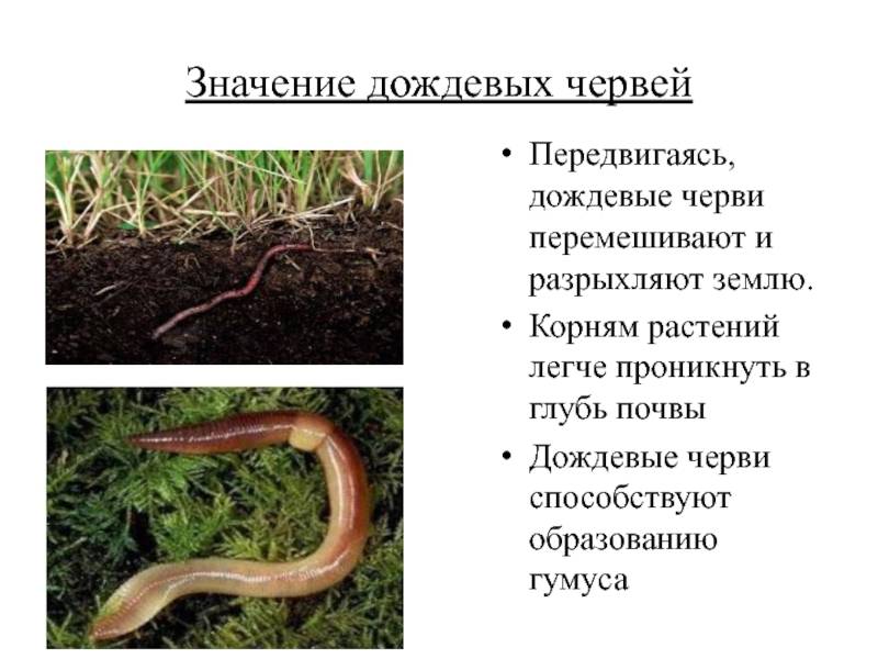 Дождевые черви: строение, размножение, польза, способность к регенерации, жизненный цикл.