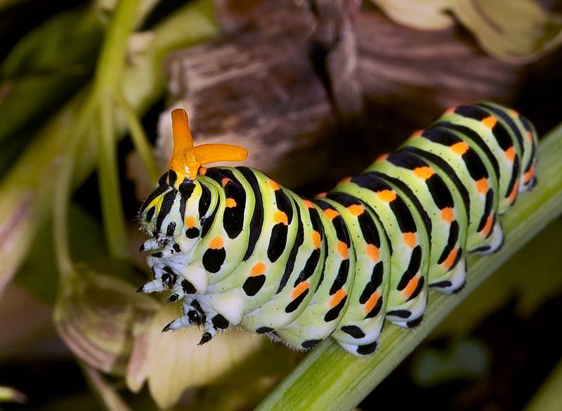 Описание и фото гусеницы бабочки махаона. бабочка махаон: описание и среда обитания