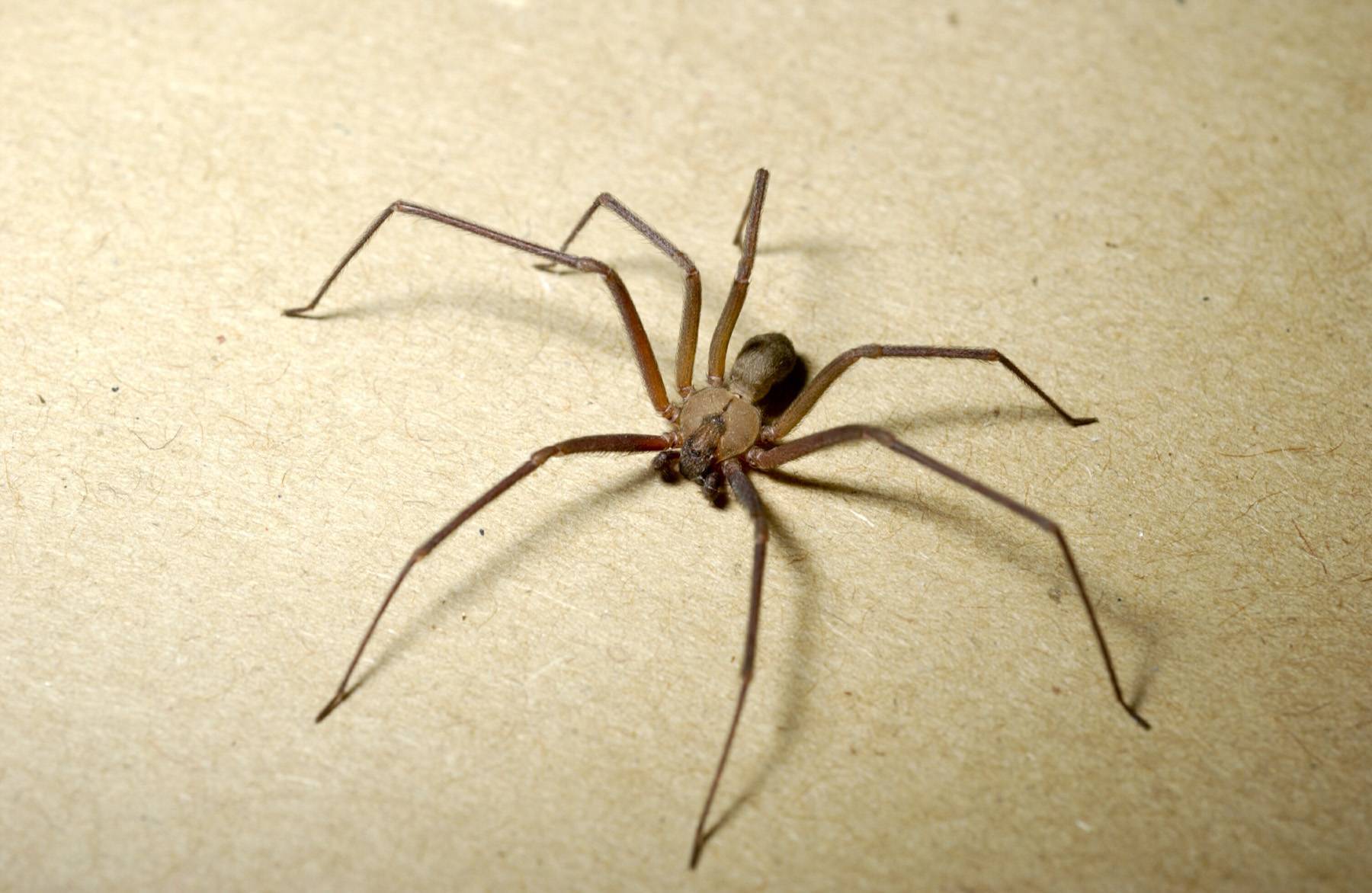 Коричневый паук отшельник – фото и описание