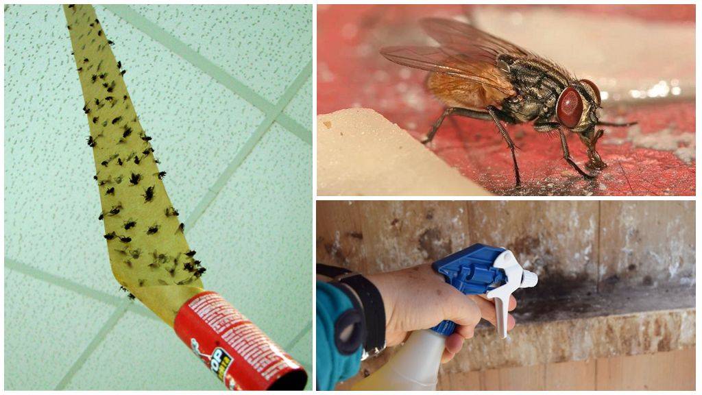 Как избавиться от мух в квартире народными методами
