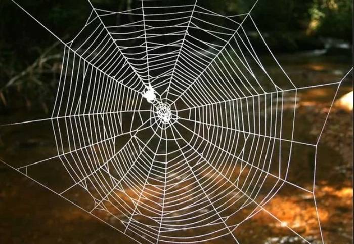 Почему паутина прочнее стали? ученые раскрыли секрет пауков