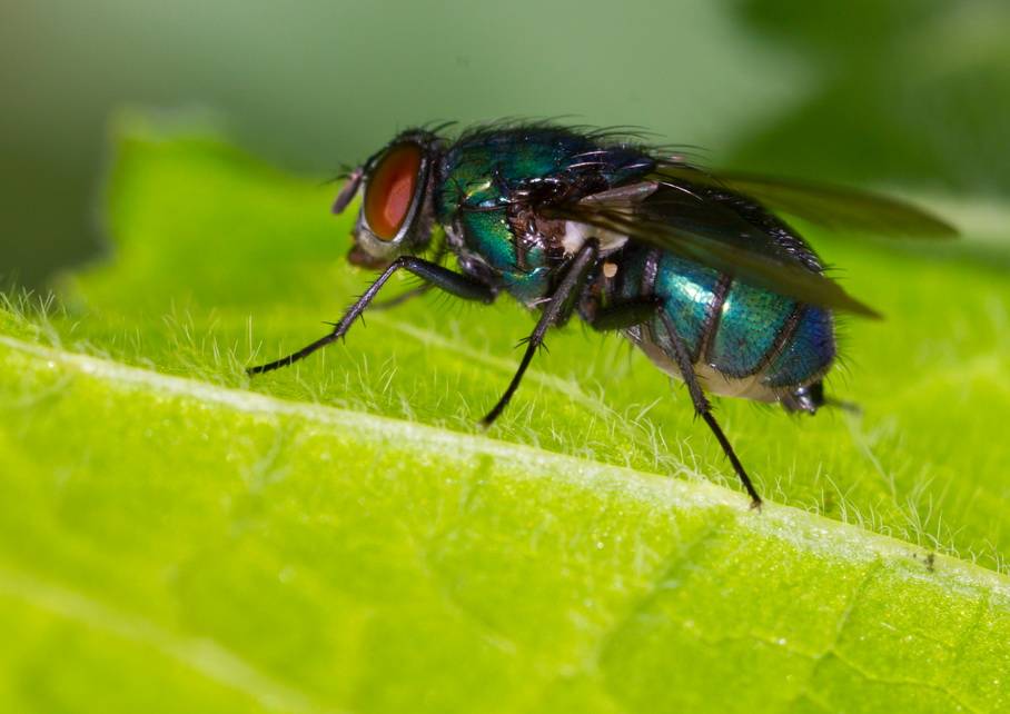 Чем опасна лосиная муха
