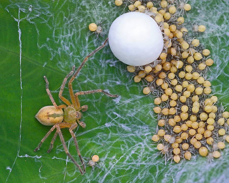 О том, как размножаются пауки