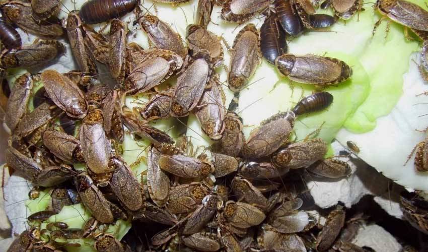 Мраморные тараканы: фото, описание, содержание и разведение