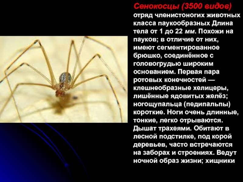 Укусы домашних пауков – опасность или пустяк?
укусы домашних пауков – опасность или пустяк? — медицинская энциклопедия