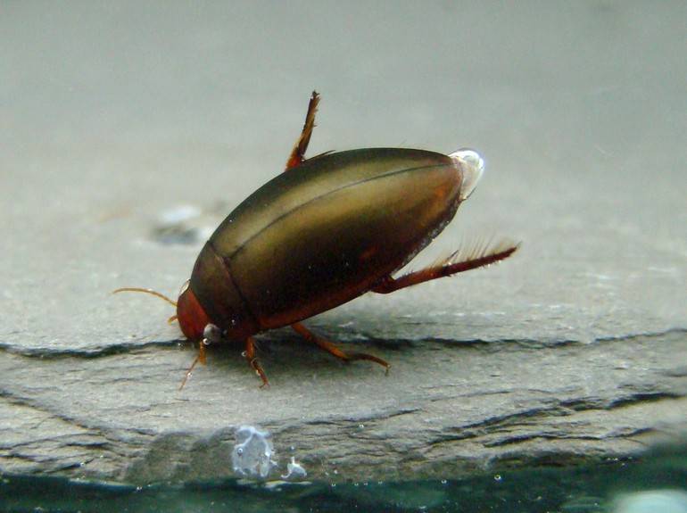 Плавунец широчайший: хищные жуки - индикаторы чистой воды
