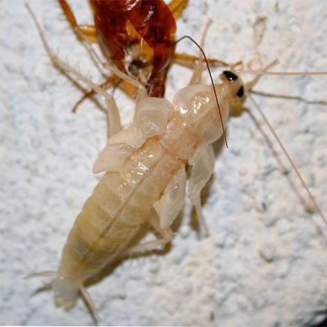 Почему появляются белые тараканы