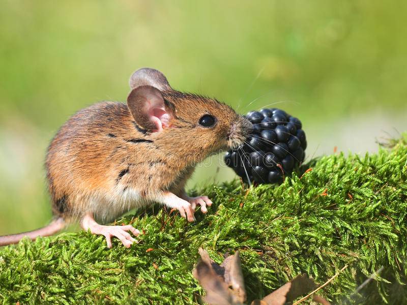 Мыши: виды, фото, способы борьбы с ними, чего они боятся, чем питаются в природе, сколько живут