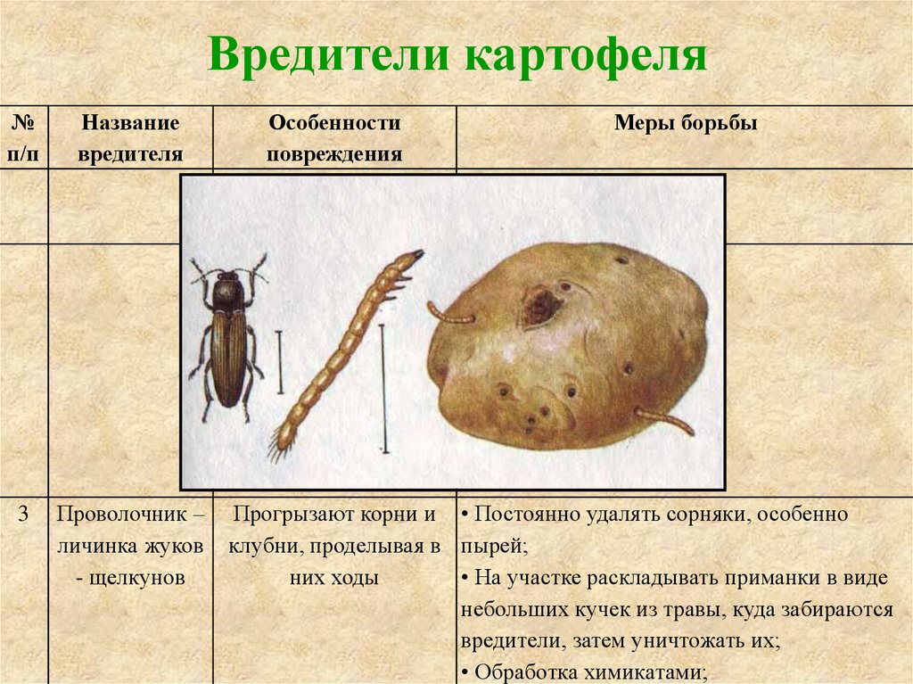 Картофельная моль: внешнее описание насекомого, особенности развития, наносимый вред, способы борьбы