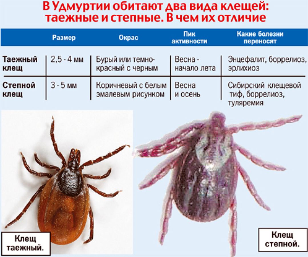 Опасные кровососущие насекомые и паразиты человека и животных