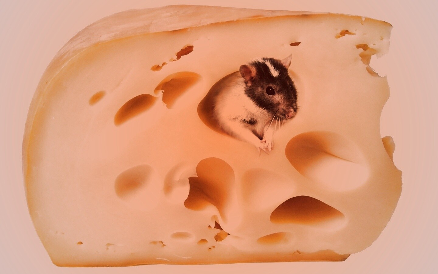 Едят мыши сыр или нет: любят ли в реальности, откуда появилось это мнение и почему, правда ли это на самом деле