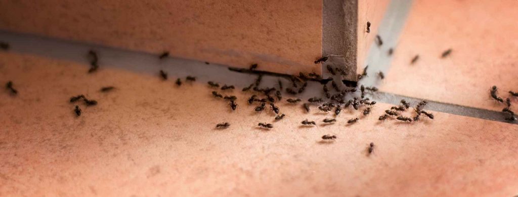 Как вывести из дома и квартиры навсегда черного муравья: лучшие средства?