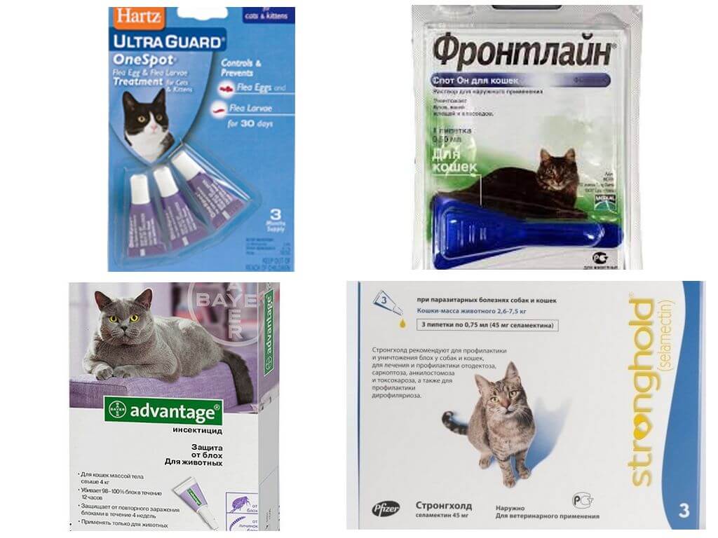 Капли от блох для кошек - способ применения и обзор лучших средств от эктопаразитов