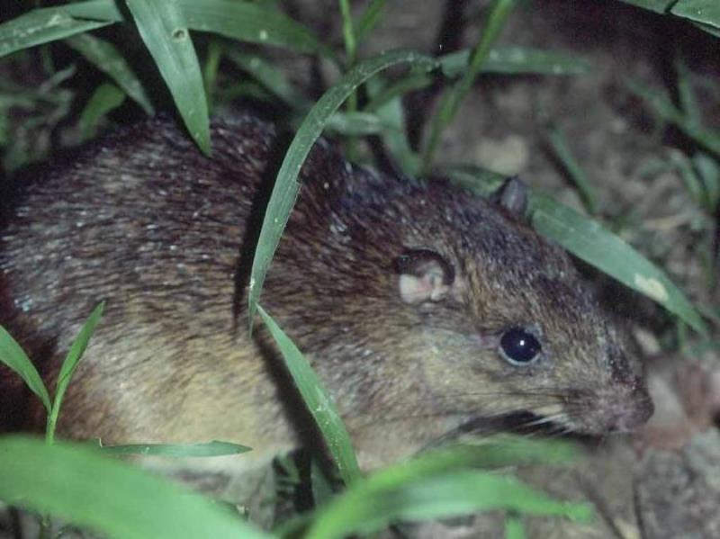Мышь полёвка: как избавиться на участке, способы борьбы