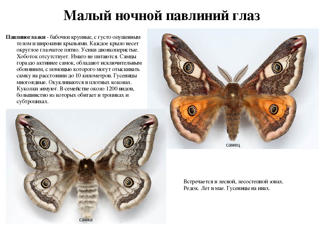 Павлиний глаз бабочка. образ жизни и среда обитания бабочки павлиний глаз | живность.ру