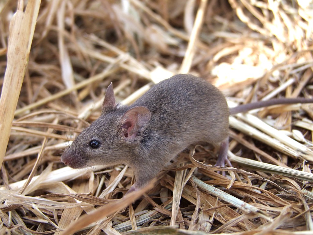 Акомис: содержание иглистой мыши дома