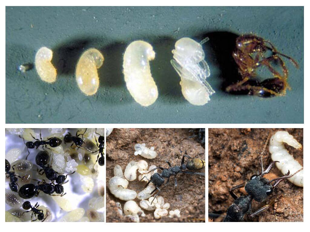 Интересные факты о муравьях, анатомия, виды, питание, размножение, устройство муравейника
