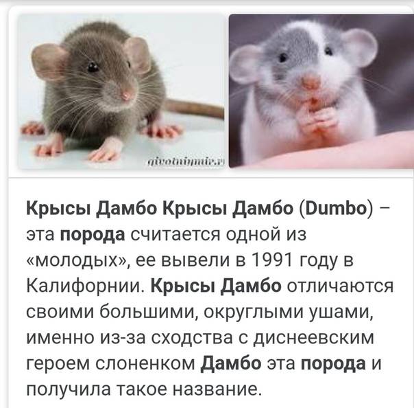 Сколько могут прожить дикие и домашние крысы без еды и без воды
