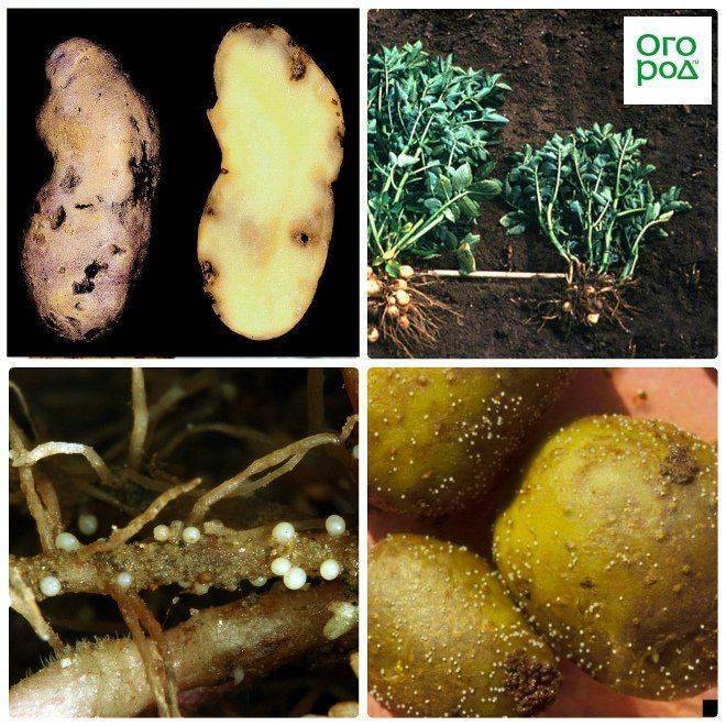 Нематода картофеля: как бороться, признаки, описание, лечение