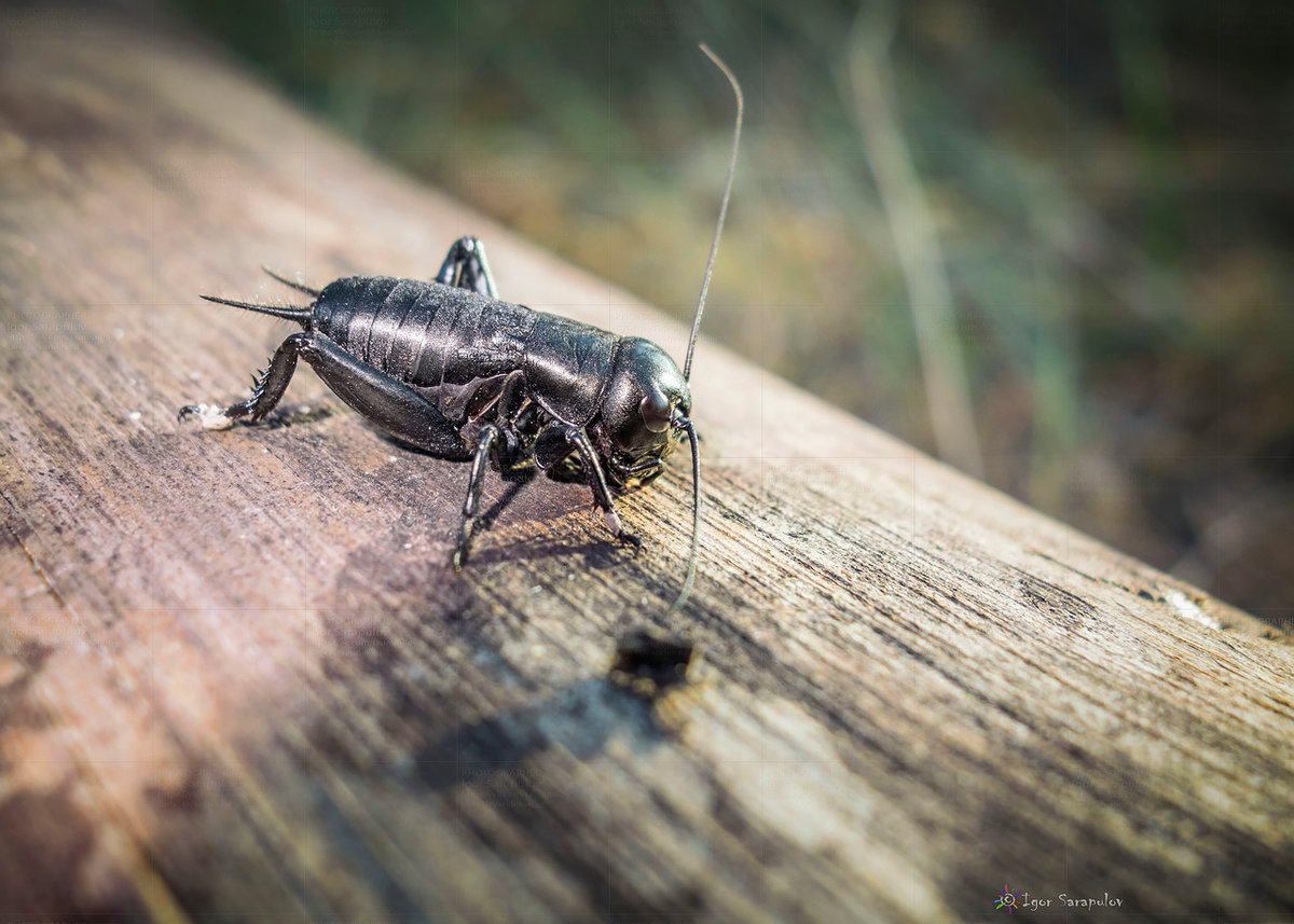 Полевой сверчок: фото и описание насекомого