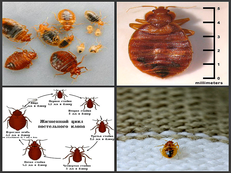 Анатомические особенности постельных клопов, как выглядят эти насекомые
