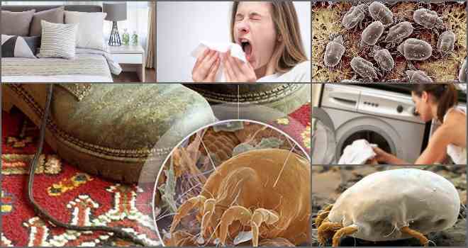 Пылевой клещ: как избавиться в домашних условиях, признаки аллергических реакций
