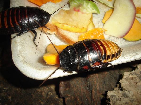 Содержание и размножение мадагаскарских тараканов