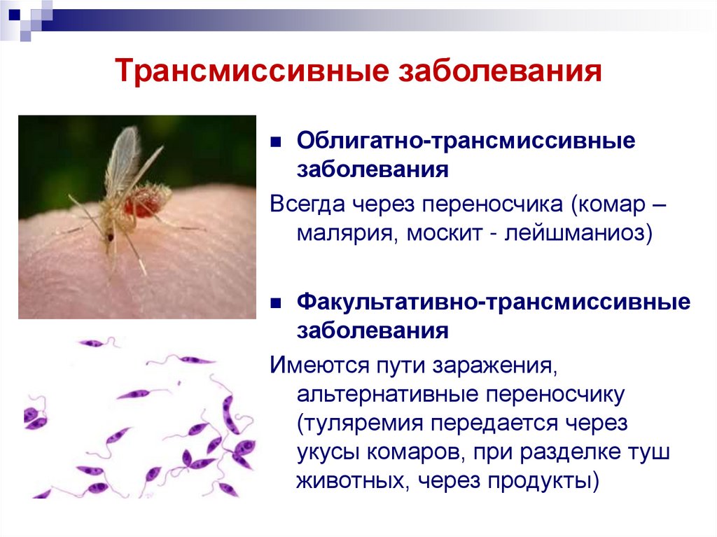 Тяжелые болезни переносят мухи летающие рядом