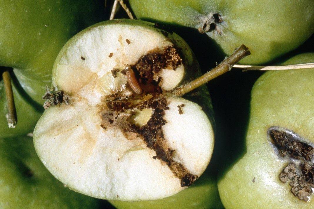 Средства от яблоневой плодожорки – выбор из топ-13 инсектицидов
средства от яблоневой плодожорки – выбор из топ-13 инсектицидов