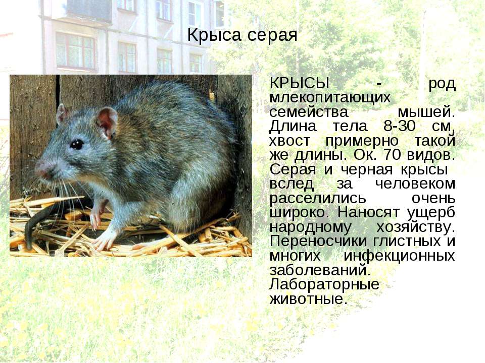 Умственные способности крыс: интересные факты об интеллекте крыс
