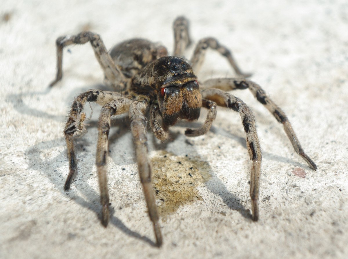 Южнорусский тарантул (мизгирь): фото и особенности паука