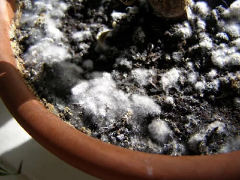 7 способов избавления от белого налета на земле в цветочных горшках и причины его появления