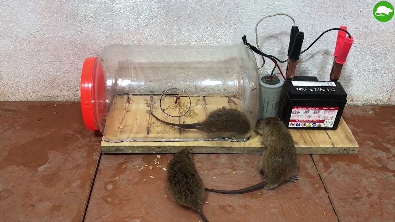 Как сделать мышеловку своими руками: как поймать много мышей.