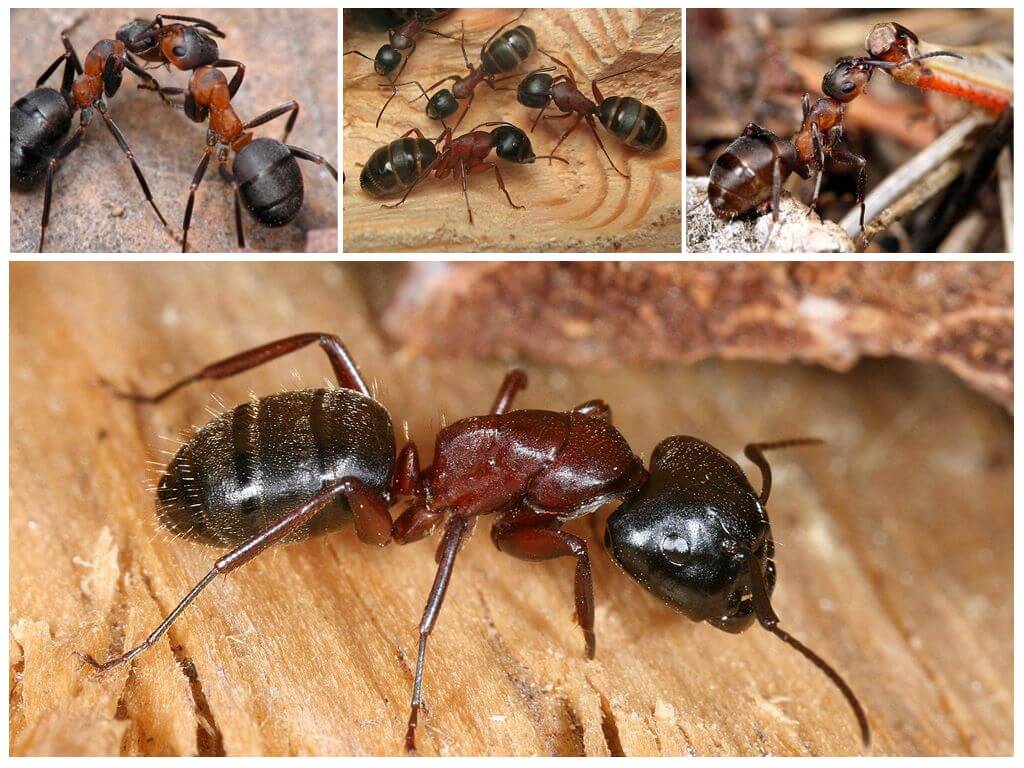 Чёрный муравей-древоточец — википедия