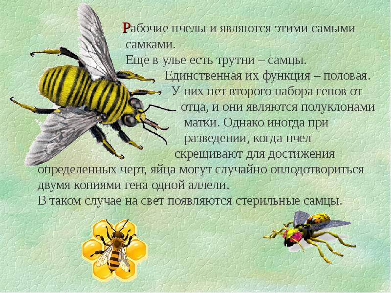 5 фактов о пчелах | интернет-журнал factinteres